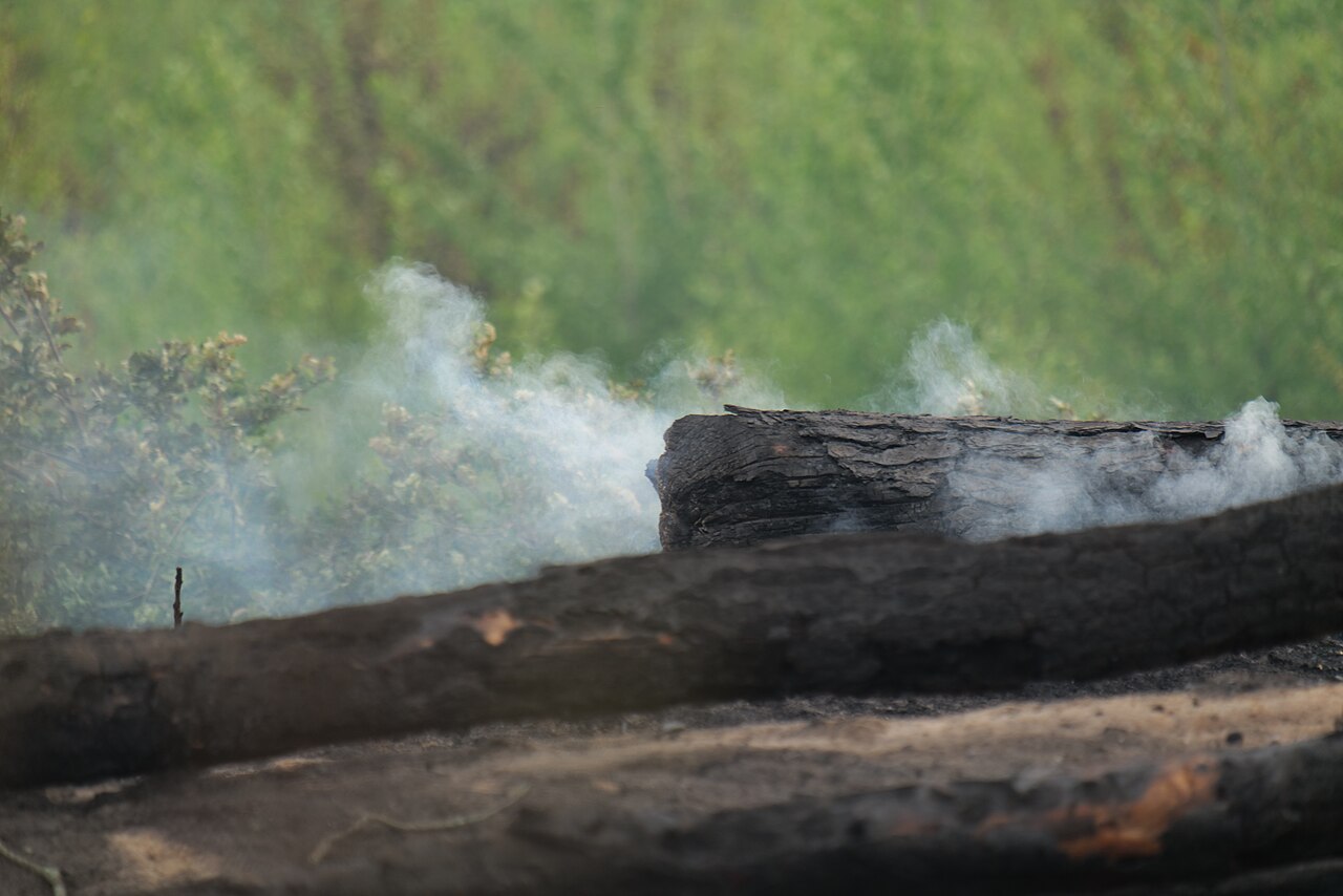 Waldbrand in Brandenburg nahe Treuenbrietzen im Sommer 2022, Aufnahme an der Bundesstraße 102.